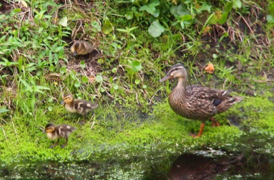 [Momma stands in the grass at the water's edge as three ducklings feed in the grass on a hillside in front of her.]